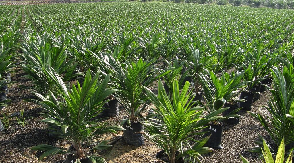 Nigeria’s Akwa Ibom State to Inject $20 Million into Palm Oil Sector