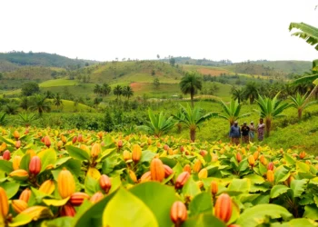 Cameroon Records $272 Billion GDP in Six Years, Driven by Agriculture and Services