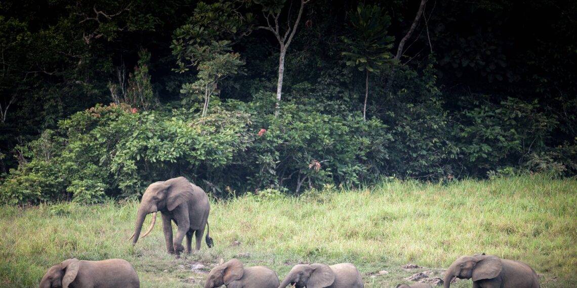 Gabon Launches $180 Million Program to Double Protected Forest Areas