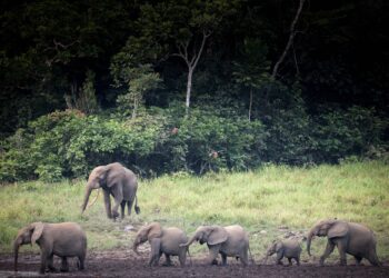 Gabon Launches $180 Million Program to Double Protected Forest Areas