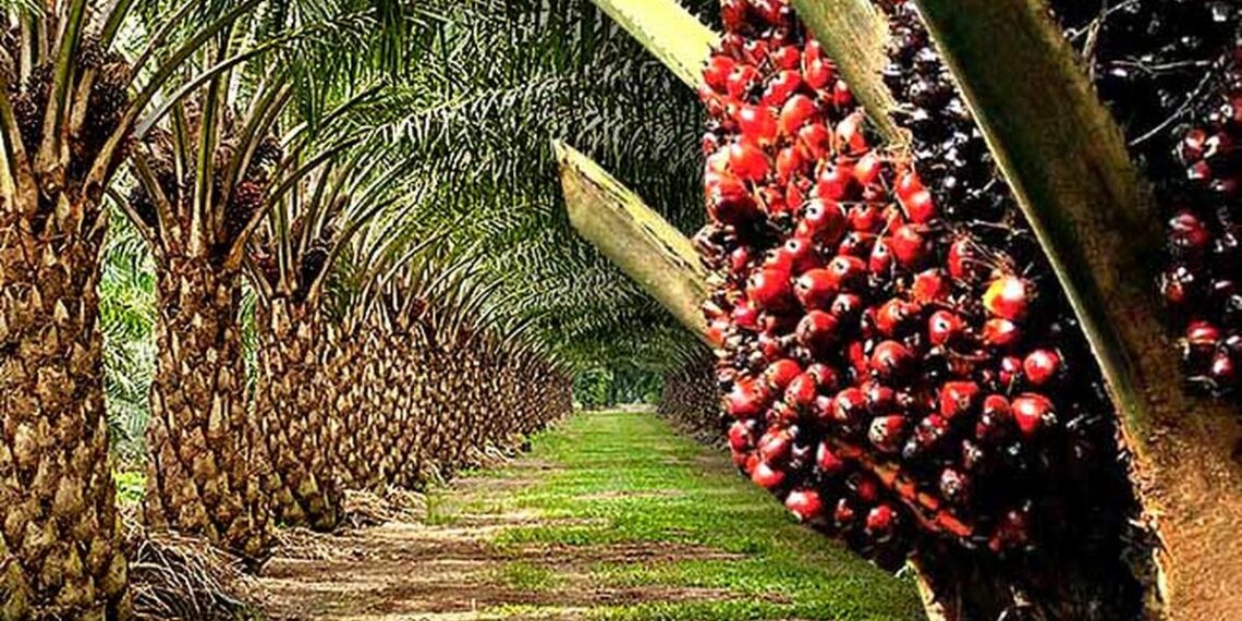 Ghana Commits $500 Million to Revive Palm Oil Sector