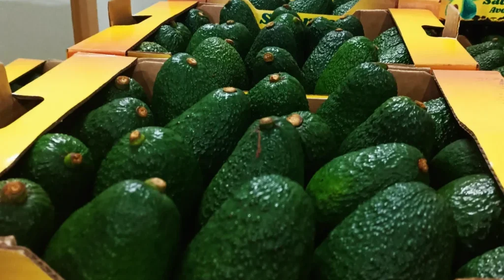 Global Avocado Market Expands as New Producers Enter and Demand Surges Worldwide