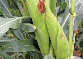 Zambia Eyes Breakthrough Into Africa’s Top Maize Producers