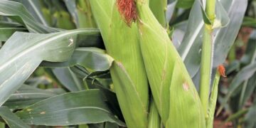 Zambia Eyes Breakthrough Into Africa’s Top Maize Producers