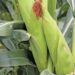 Zambia Eyes Breakthrough Into Africa’s Top Maize Producers