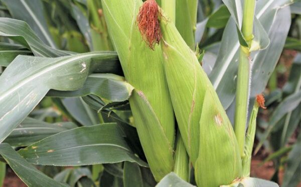 Zambia Eyes Breakthrough Into Africa’s Top Maize Producers